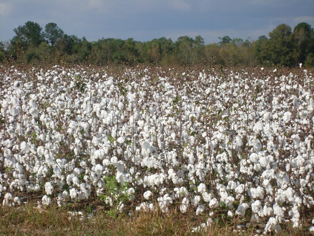 cotton-g6c5190079_1280