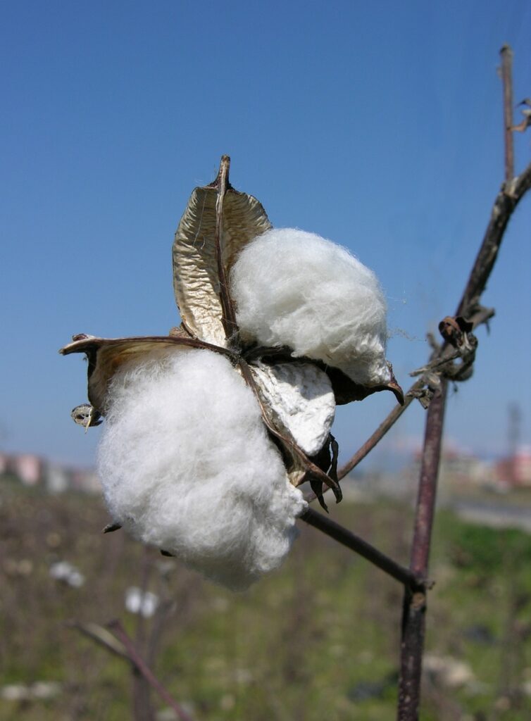 cotton-gb7740f0e6_1280